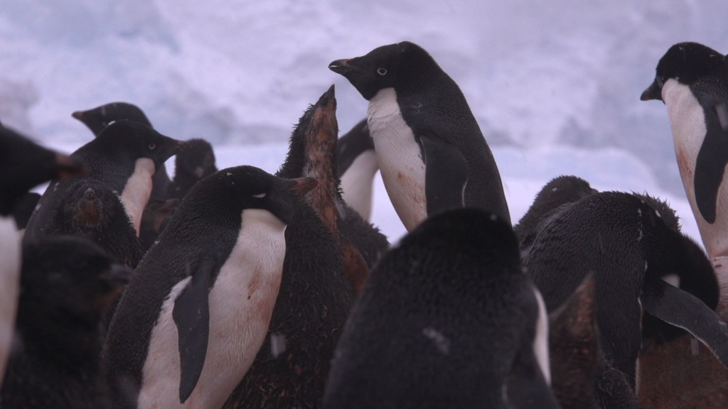 Adelie penguins on Avian Island.  Jan. 2013. Note the snow. 